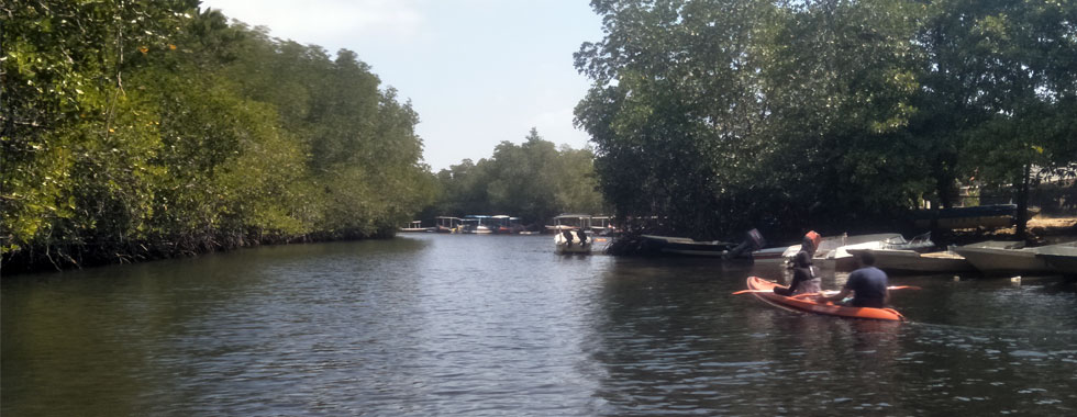Mangrove Forest Mangrove Forest