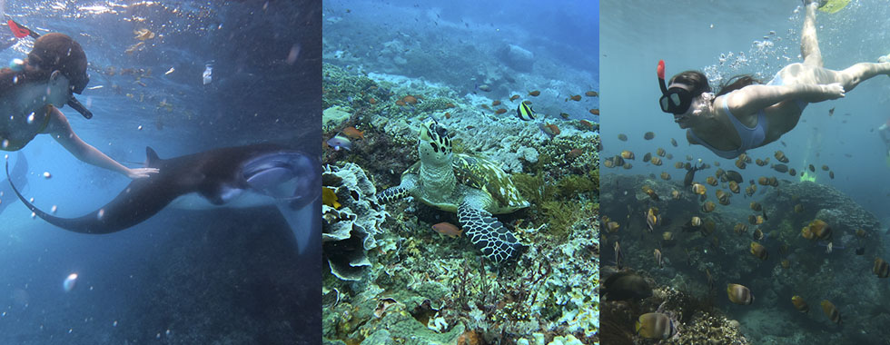 Nusa Lembongan Island, Snorkeling Mantarays